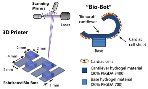 Bio Bot