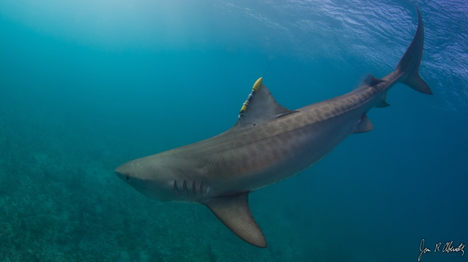Tiger Shark with SeaTag