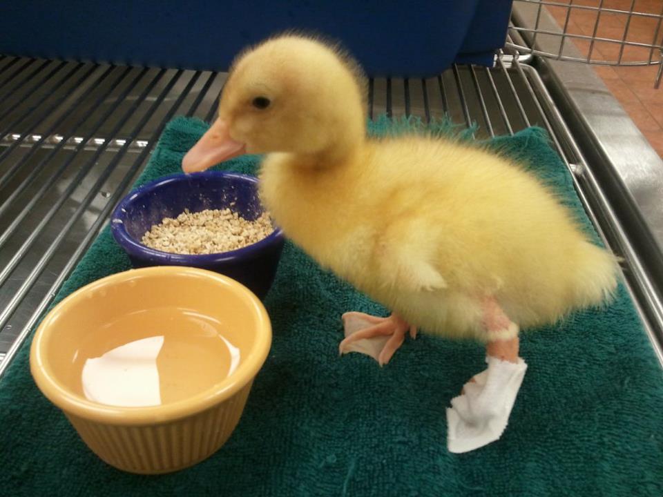Buttercup with an injured foot.