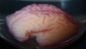 3d-printed-brain-model-reveals-physics-how-human-brain-folds