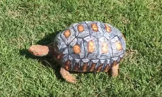 Freddy the tortoise enjoying her new 3D printed shell. Screencap via YouTube.